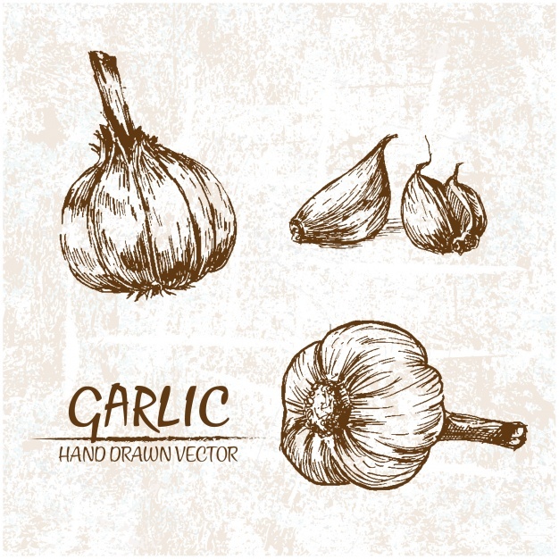 626x626 Garlic Vectors, Photos And Psd Files Free Download - Garlic Sketch