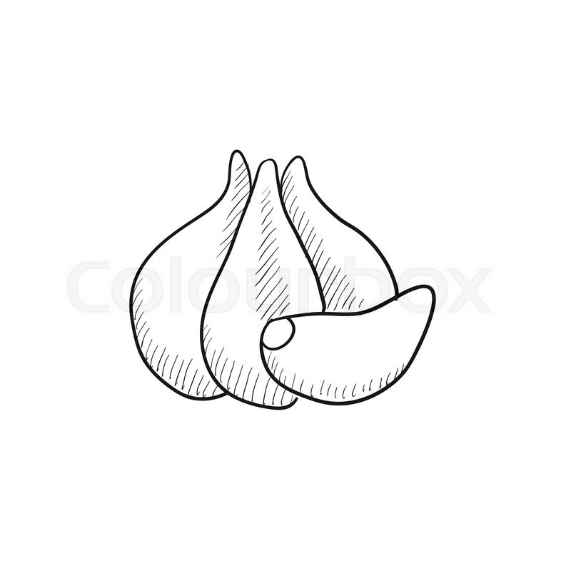 800x800 Garlic Vector Sketch Icon Isolated On Background. Hand Drawn - Garlic Sketch