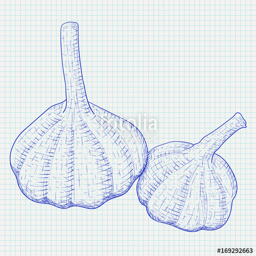 500x500 Garlic. Hand Drawn Blue Sketch On Lined Paper Background Stock - Garlic Sketch