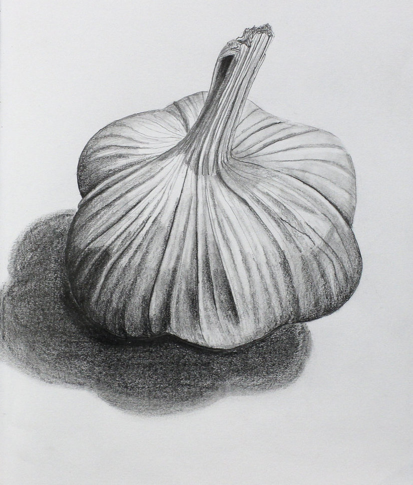 825x969 Collection Of Drawing Of Garlic High Quality, Free Cliparts - Garlic Sketch