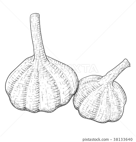450x468 Garlic. Hand Drawn Sketch - Garlic Sketch