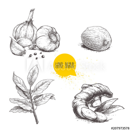 500x500 Hand Drawn Sketch Spices Set. Garlic Composition With Black Pepper - Garlic Sketch