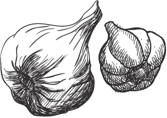 334x236 Home - Garlic Sketch