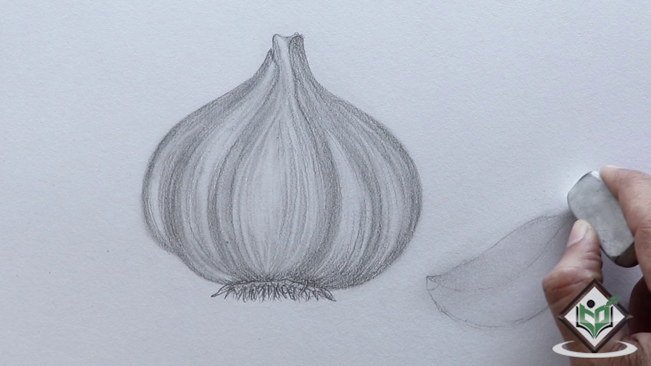1280x720 How To Sketch A Garlic - Garlic Sketch