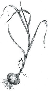 200x381 Image Result For Botanical Sketch Garlic Tattoos - Garlic Sketch
