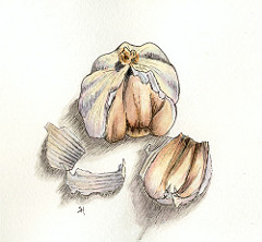 240x222 Mockingbird Works Getting Back In My Groove Garlic Sketch - Garlic Sketch