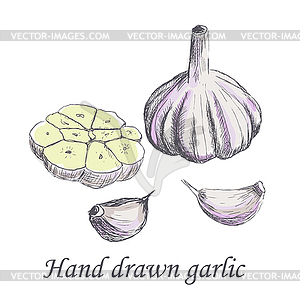 300x300 Raw Garlic Sketch - Garlic Sketch