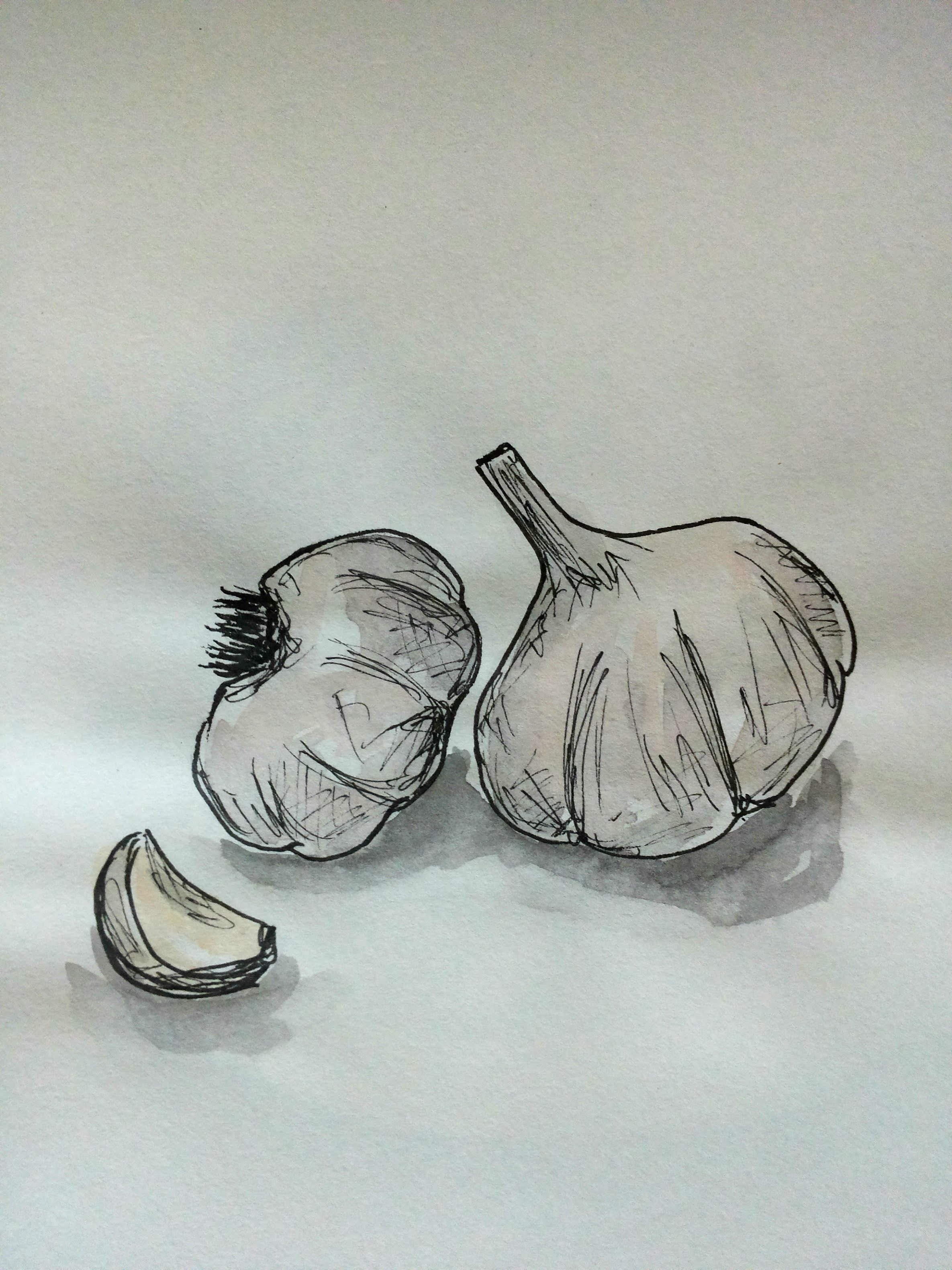 2370x3160 Sketch 36 - Garlic Sketch