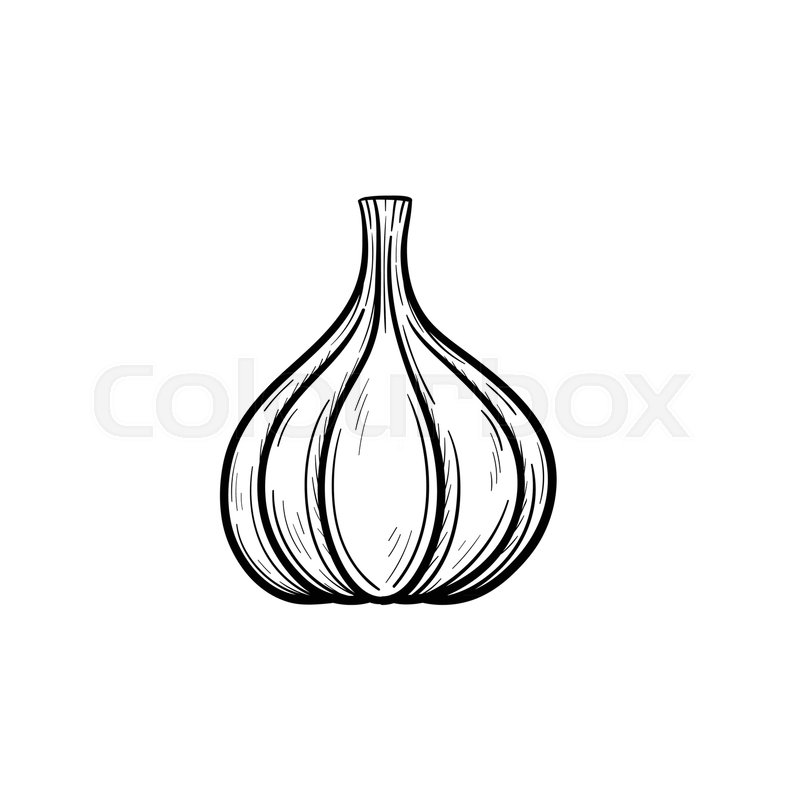 800x800 Vector Hand Drawn Garlic Outline Doodle Icon. Food Sketch - Garlic Sketch