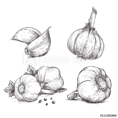 500x500 Vector Hand Drawn Set Of Garlic. Herbs And Spices Sketch - Garlic Sketch