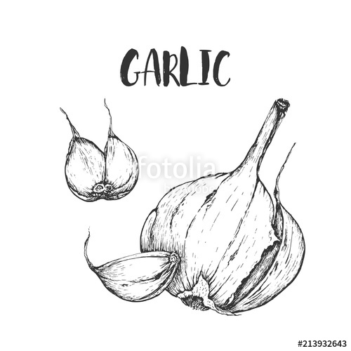 500x500 Vector Handdrawn Garlic In The Style Of Engraving. Organic Hand - Garlic Sketch