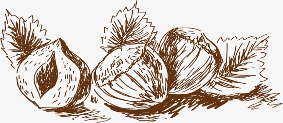 581x254 Yang Garlic Sketch, Sketch Vector, Graphic Design, Yang Garlic Png - Garlic Sketch