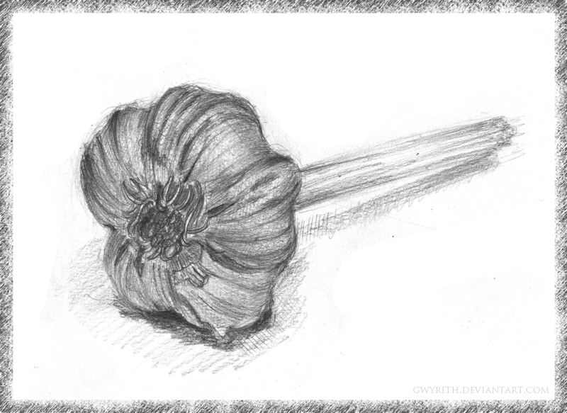 800x583 Sketch Garlic By Gwyrith - Garlic Sketch