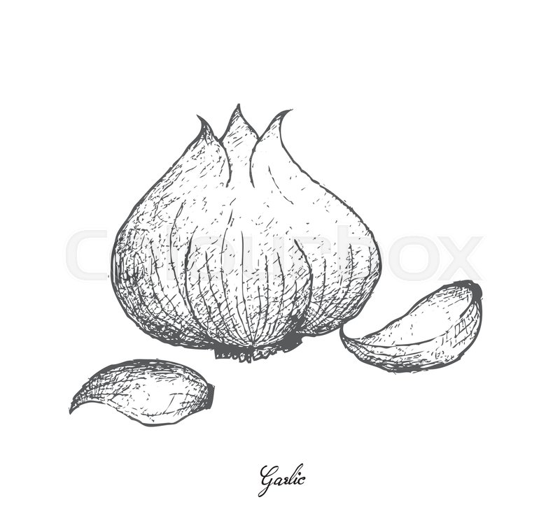 800x728 Bulb Amp Stem Vegetable, Illustration Of Hand Drawn Sketch Of A - Garlic Sketch