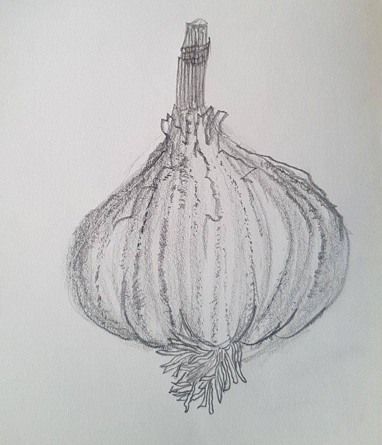 783x912 Food For Thought Part 1 Final Sketch - Garlic Sketch