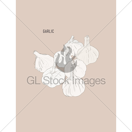 500x500 Garlic , Sketch Vector. Gl Stock Images - Garlic Sketch