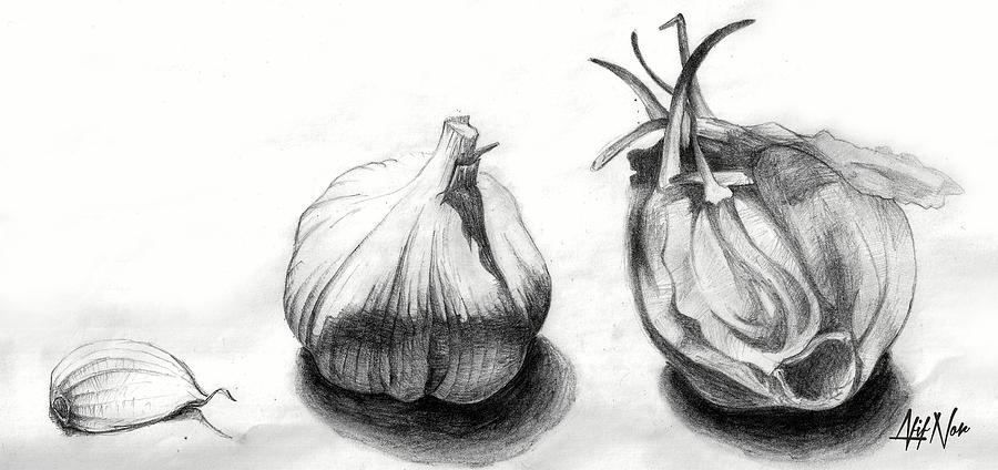 900x424 Garlic Drawing Drawing By Afif Nor - Garlic Sketch