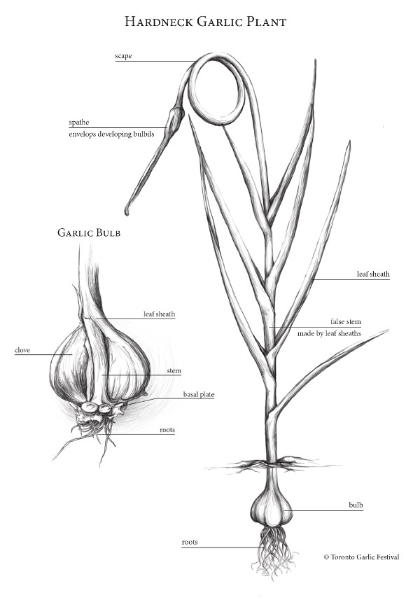 600x857 Garlic Plant Sketch - Garlic Sketch