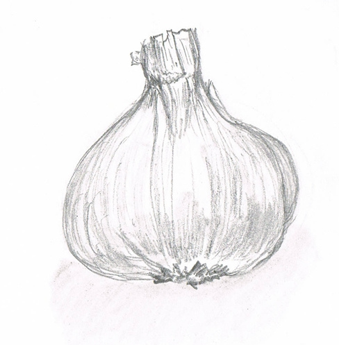 488x497 Garlic Sketch - Garlic Sketch