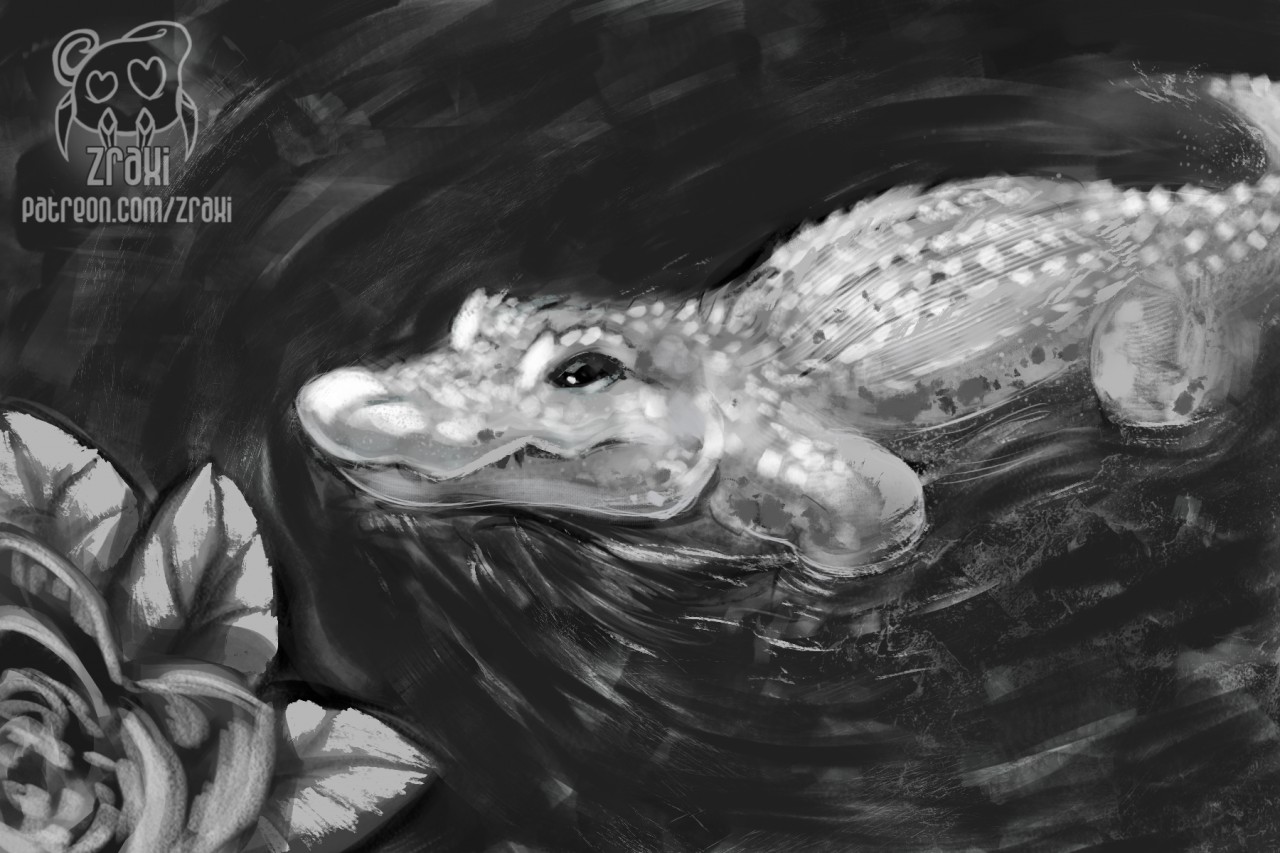 1280x853 Gator Sketch By Zraxi - Gator Sketch