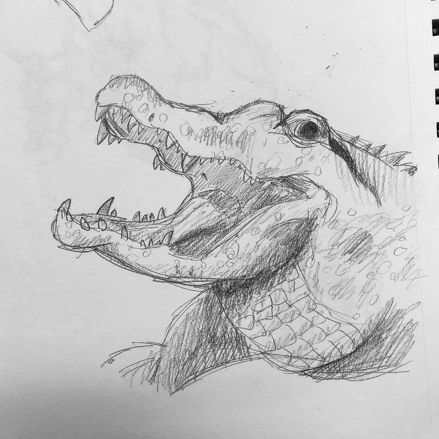 894x894 Gator Sketch By Morga Ham - Gator Sketch