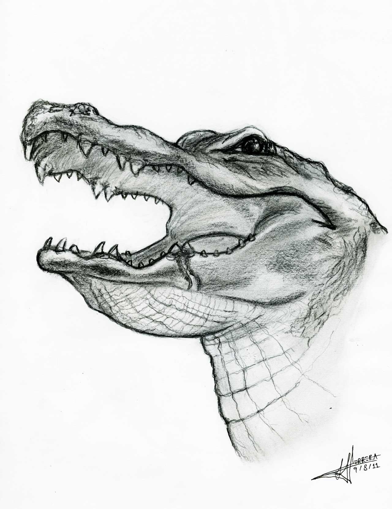 1280x1660 Sketchdraw Animals, Plants, People, Objects You See As Part Of - Gator Sketch