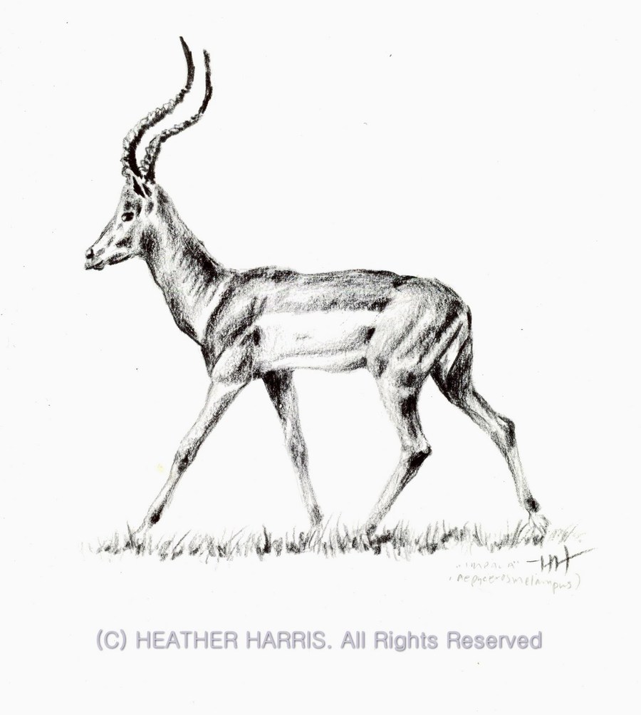 900x1003 Download Drawing Clipart Impala Drawing Sketch Sketch,drawing - Gazelle Sketch