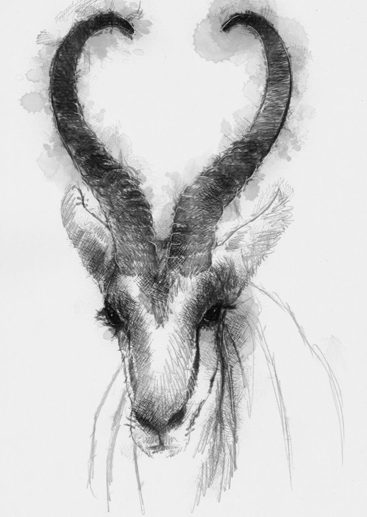 Gazelle Sketch at PaintingValley.com | Explore collection of Gazelle Sketch