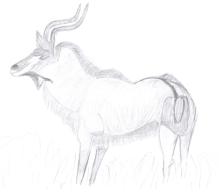 900x777 Gazelle Drawing By Aric Conall - Gazelle Sketch