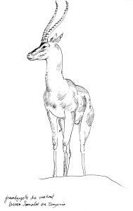 189x300 Grand Gazelle Sketch Art Animals Animal Graphic - Gazelle Sketch