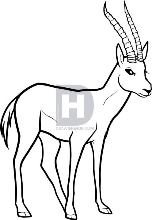 496x720 How To Draw A Gazelle, Gazelle, Step By Step, Drawing Guide, By - Gazelle Sketch