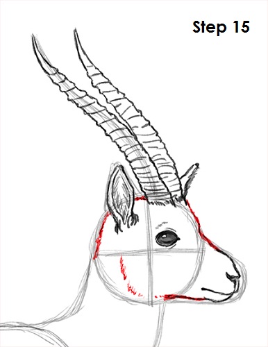386x500 How To Draw A Gazelle - Gazelle Sketch