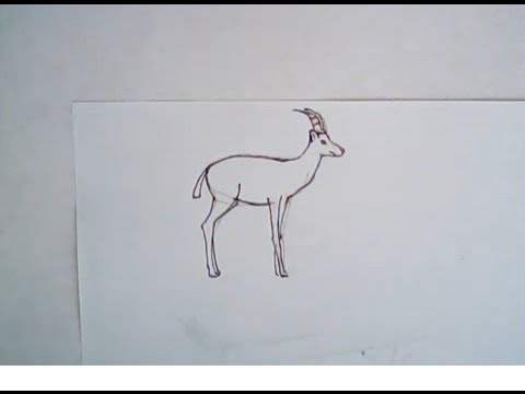 480x360 How To Draw A Gazelle (Easy Drawing) - Gazelle Sketch