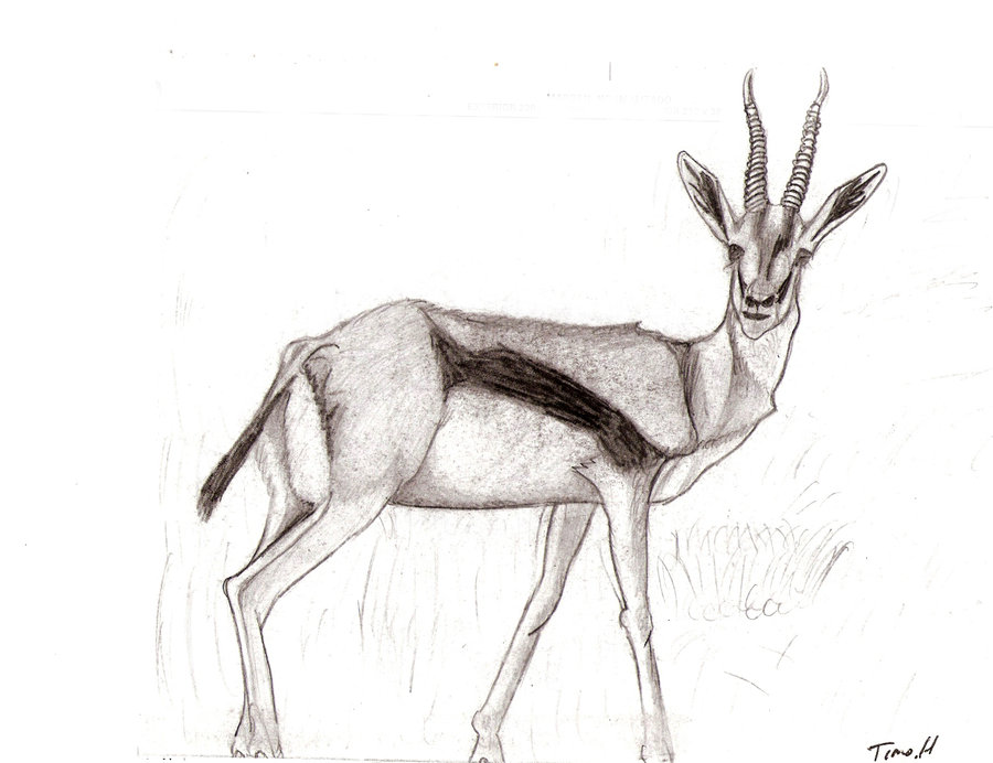 900x692 Sketch Gazelle By Timohuovinen - Gazelle Sketch