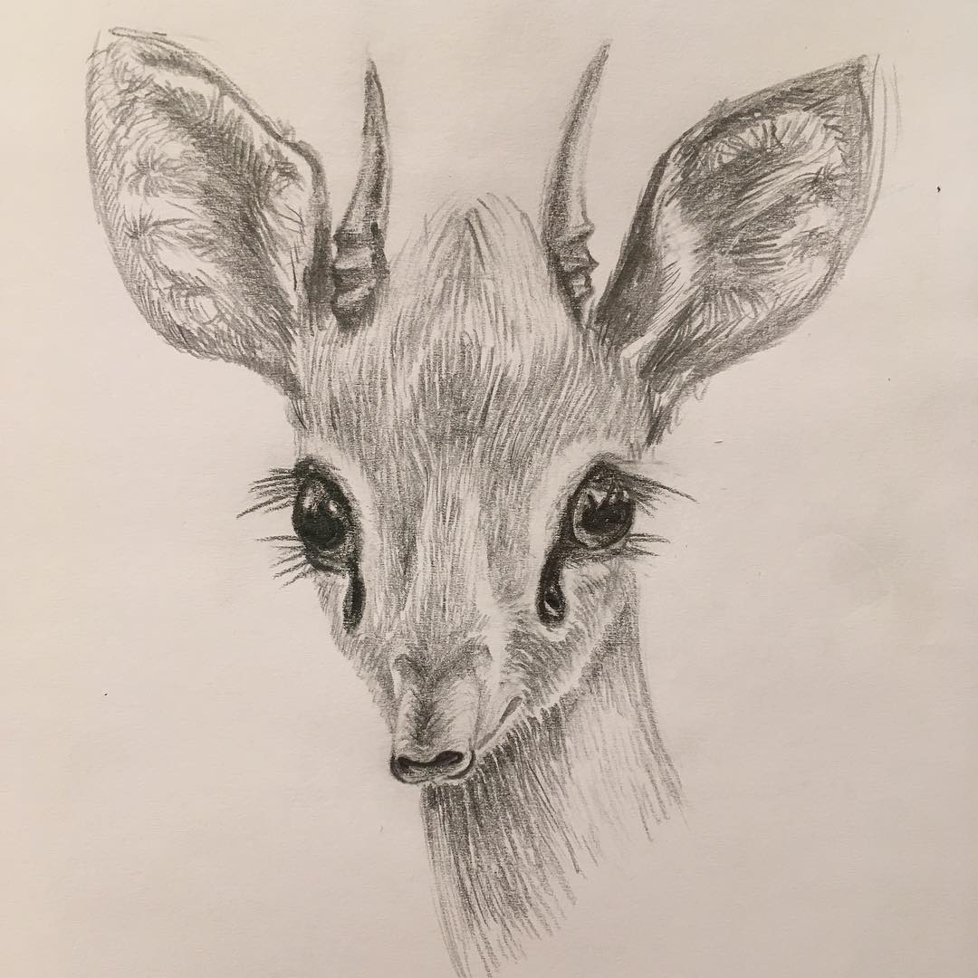 1080x1080 Gazelledrawing - Gazelle Sketch