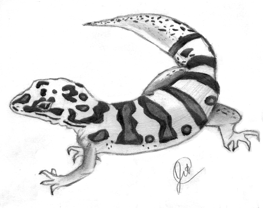 900x711 Gecko Drawings Leopard Gecko By Teaandbicuits - Gecko Sketch