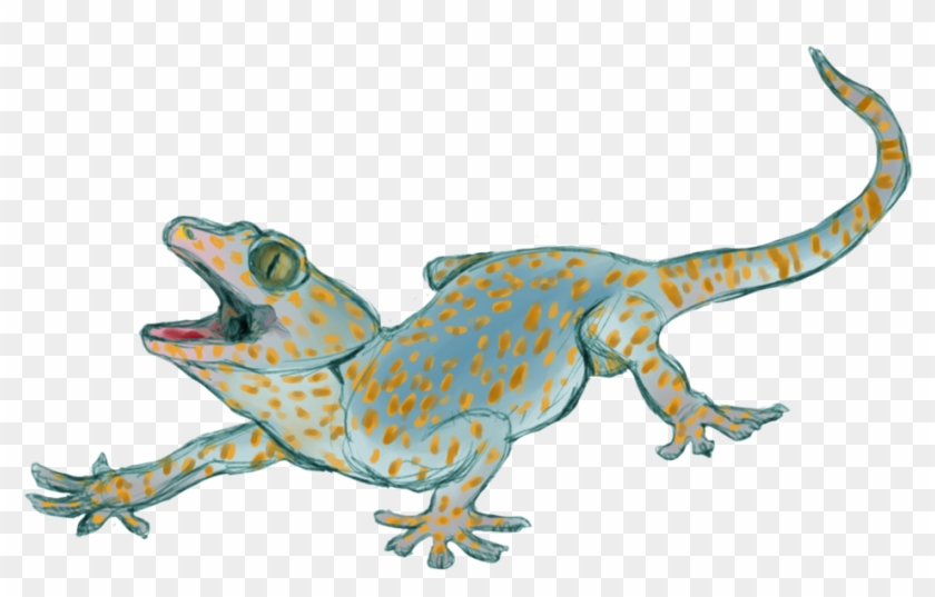 840x537 Gecko Sketch By Bilatimer - Gecko Sketch