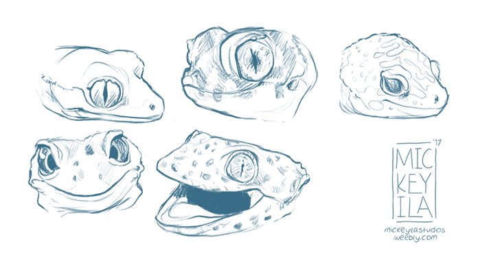 715x403 Gecko Sketches By Mickeyila - Gecko Sketch