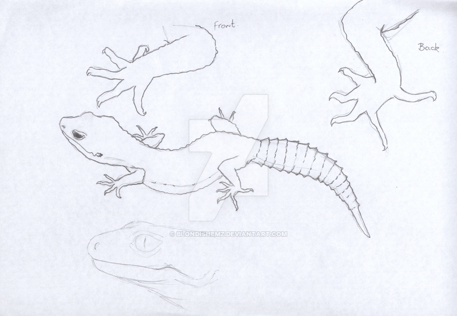 900x623 Gecko Sketch 2 By Blondishemz - Gecko Sketch