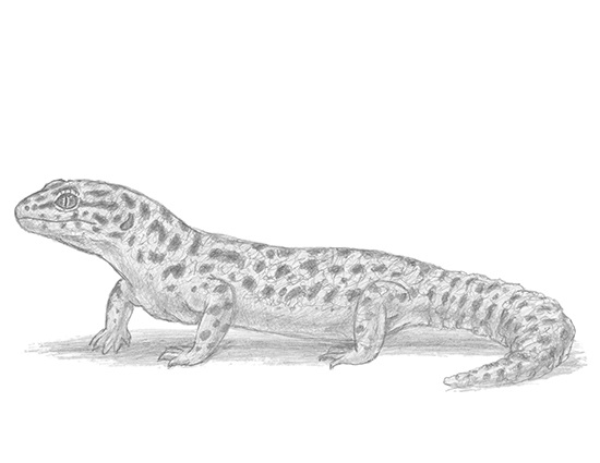550x425 How To Draw A Gecko - Gecko Sketch