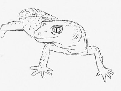 400x300 Leopard Gecko Line Art By Hayleybuggy - Gecko Sketch