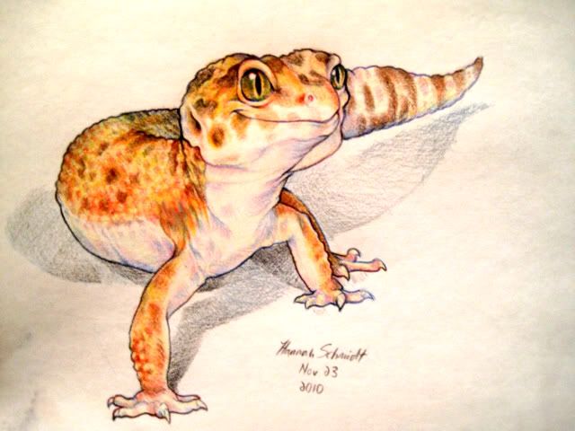 640x480 Leopard Gecko Drawing Art Leopard Gecko Morphs - Gecko Sketch