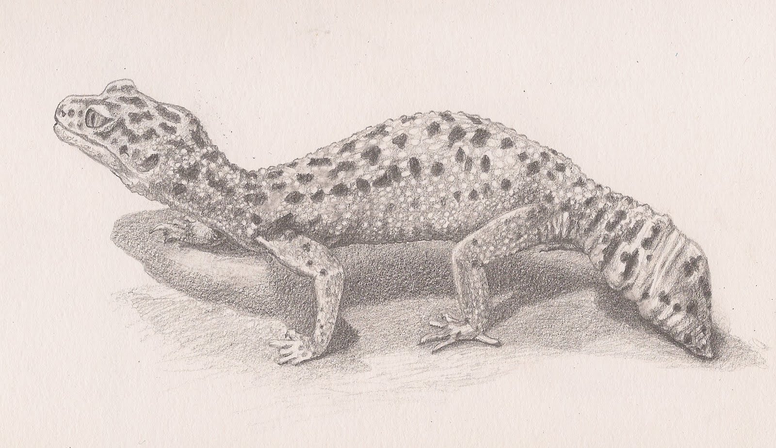 1600x925 Sketch A Day 2011 July 17, 2011 - Gecko Sketch