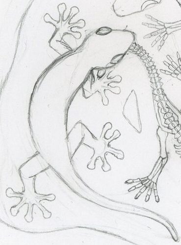 369x500 Tokay Gecko Sketch Original Sketch, Which Resulted In Two - Gecko Sketch