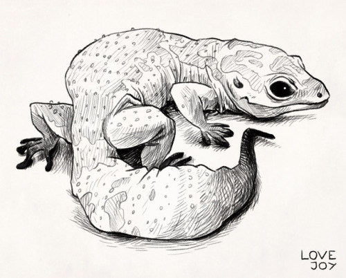 500x402 Gecko Drawing Tumblr - Gecko Sketch