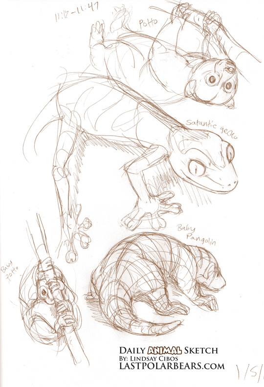 540x791 Daily Animal Sketch Potto, Pangolin, And Gecko Last Of The - Gecko Sketch