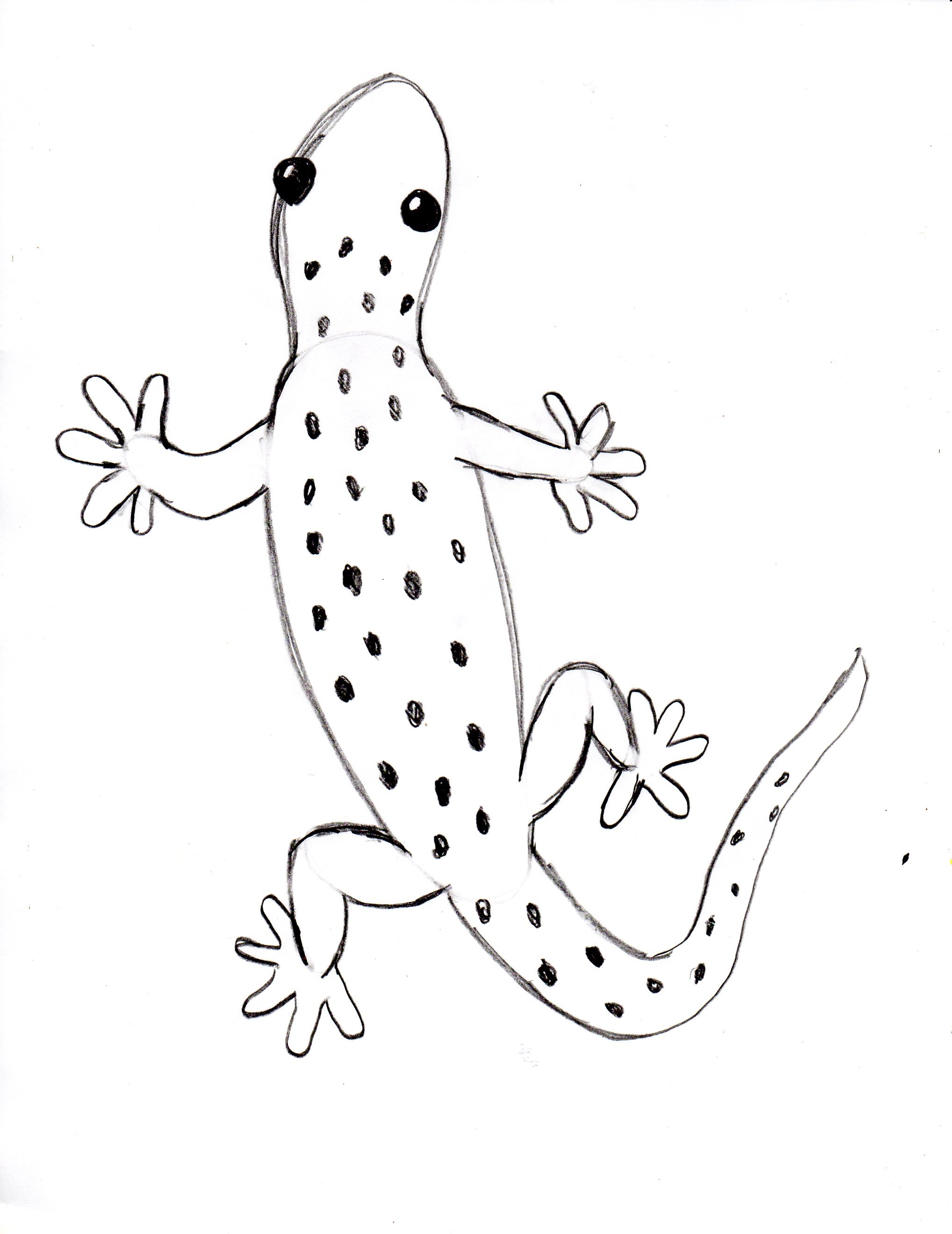 2036x2639 Draw A Gecko Step By Step - Gecko Sketch