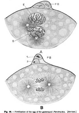 276x395 General Sketch Of The Ovum - General Sketch
