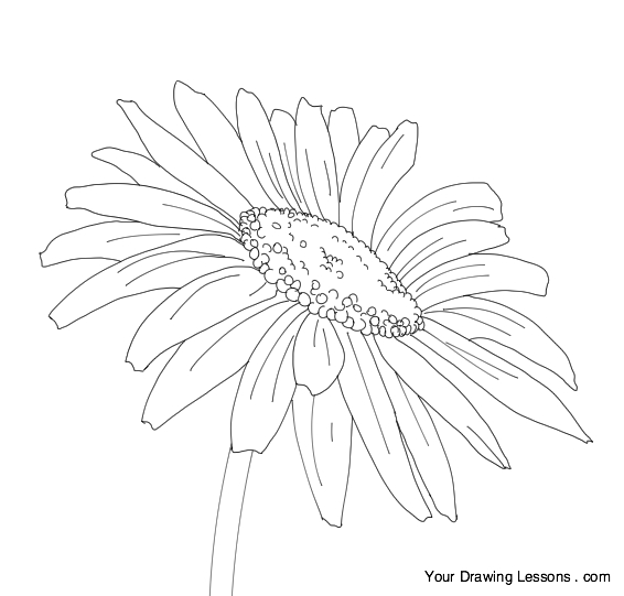566x541 Drawn Daisy Butterfly - Gerber Daisy Sketch