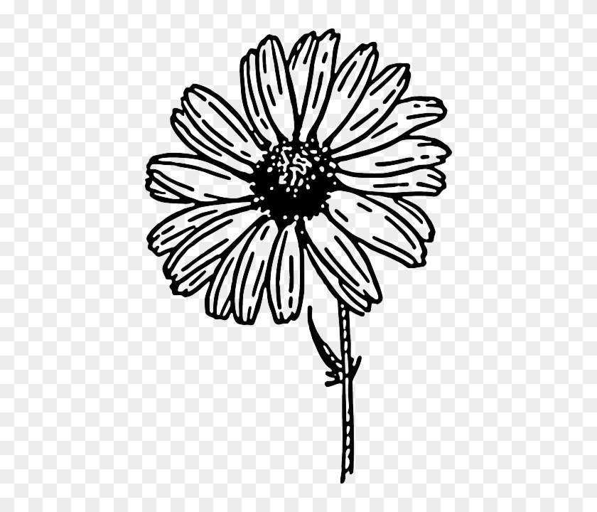 840x720 Flowers Outline Drawing At Getdrawings Free For Personal - Gerber Daisy Sketch